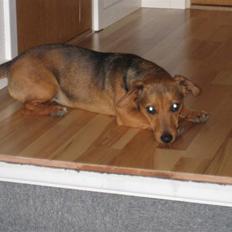 Blanding af racer sniffer