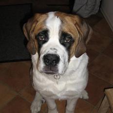Sankt bernhardshund freja