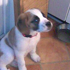 Sankt bernhardshund freja