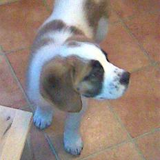 Sankt bernhardshund freja