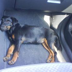 Tysk jagtterrier Gucci