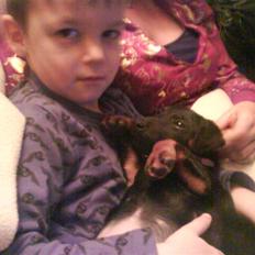 Tysk jagtterrier Gucci