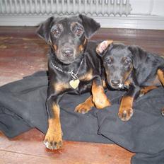 Tysk jagtterrier Gucci