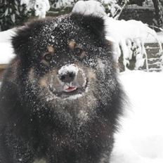 Finsk lapphund Lapinlumon Festus