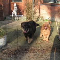 Finsk lapphund Lapinlumon Festus