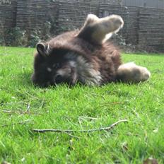 Finsk lapphund Lapinlumon Festus