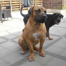 Boerboel Rathmanns Poseidon 