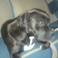 Blanding af racer Laica