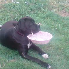 Blanding af racer Laica