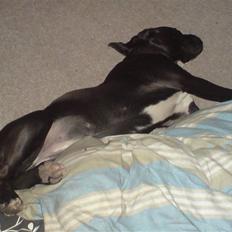 Blanding af racer Laica