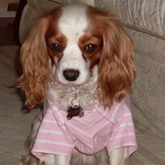 Blanding af racer Pippi