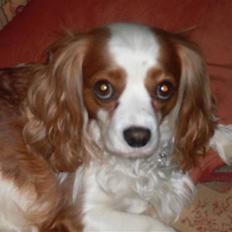 Blanding af racer Pippi