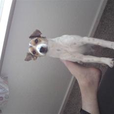 Dansk svensk gaardhund Basse