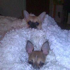 Chihuahua ginger pie aka-mikro prinsessen