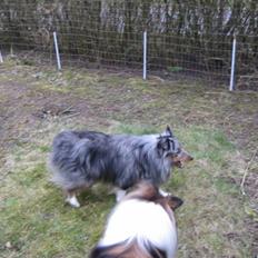 Shetland sheepdog Silver 