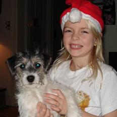 Blanding af racer - Loui.=)drømme hund=)