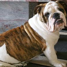 Engelsk bulldog LUDVIG ~udfordres gerne~ 