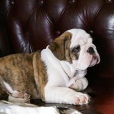 Engelsk bulldog LUDVIG ~udfordres gerne~ 
