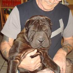 Shar pei Fnuggi (død)