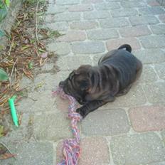 Shar pei Fnuggi (død)