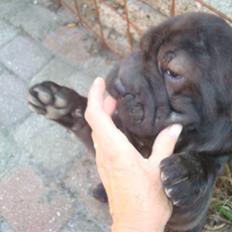 Shar pei Fnuggi (død)