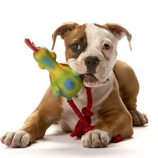 Amerikansk bulldog Amazing Bulldog Rosa