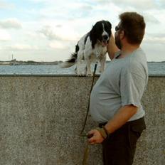 Field Trial spaniel tymmon