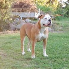 Amerikansk bulldog Amazing Bulldog Rosa