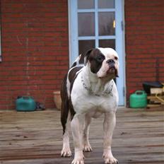Amerikansk bulldog Amazing Bulldog Rosa