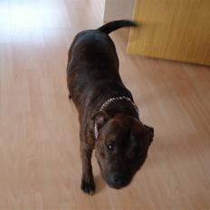 Staffordshire bull terrier Jackson