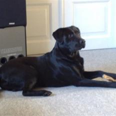 Blanding af racer Pelle