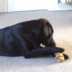 Blanding af racer Pelle