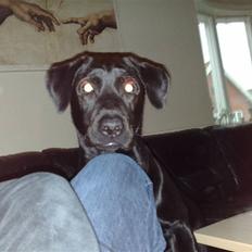 Blanding af racer Pelle