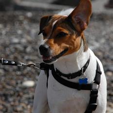 Dansk svensk gaardhund Jensenklanens Frey