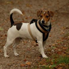 Dansk svensk gaardhund Jensenklanens Frey