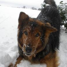 Blanding af racer Amanda - R.I.P :'( 