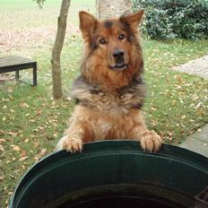 Blanding af racer Amanda - R.I.P :'( 