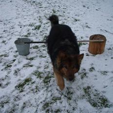 Blanding af racer Amanda - R.I.P :'( 