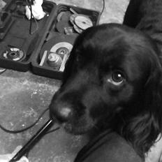 Blanding af racer Oscar