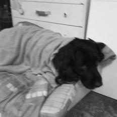 Blanding af racer Oscar