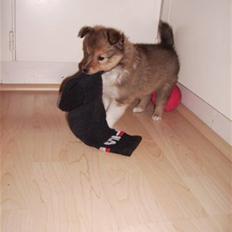 Shetland sheepdog Hekilas Only Ophelia