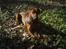 Rhodesian ridgeback Iljo R.i.P (Himmelhund)