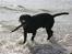 Labrador retriever Thor - En dejlig tur på stranden.