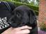 Labrador retriever Thor -  Så lille og lækker har jeg været - nu er jeg kun lækker