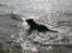 Labrador retriever Thor - Vand er bare toppen.