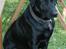 Labrador retriever Thor - Er maden snart færdig..
