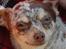 Chihuahua loger