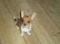 Chihuahua King <3 - Min mors