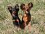 Russisk toy terrier Jaroslavna Mazasis Elfas