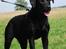 Labrador retriever Bobby*R.I.P.* - Hej jeg hedder Bobby, Velkommen til min profil :o) 8. august 09